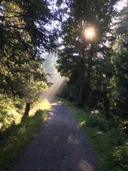 Obraz premium sunlight thru trees