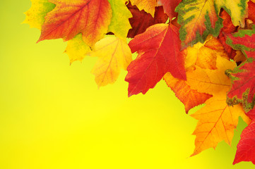autumn leaves background