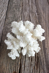 White coral on wooden background