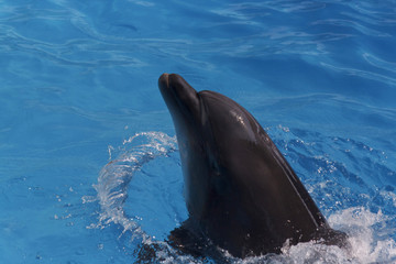 close up of dolphin in blue water
