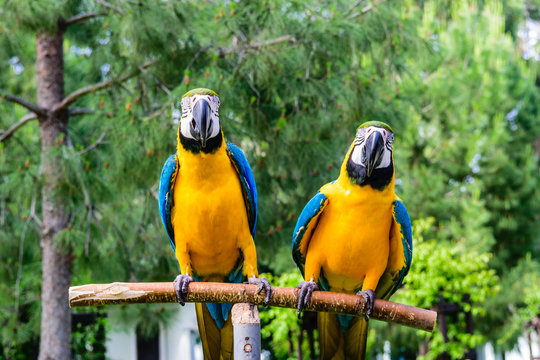 Couple of blue macaws on a background of trees.