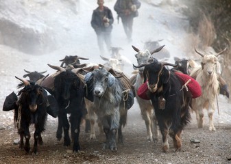 beautiful caravan of goats in western Nepal