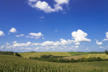 美瑛町のパッチワークの路・田園風景