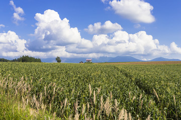 美瑛町のパノラマロード田園風景