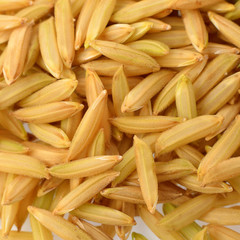 paddy background