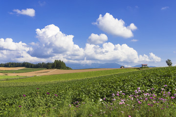 美瑛町のパノラマロード田園風景