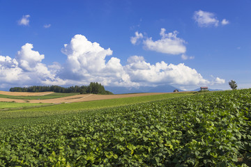 美瑛町のパノラマロード田園風景
