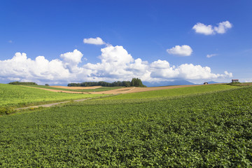 美瑛町のパノラマロード田園風景