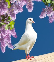 one white pigeon