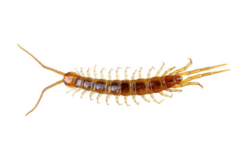  centipede