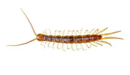 centipede