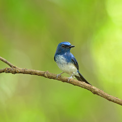 Obraz premium Bird (Hainan Blue Flycatcher) , Thailand
