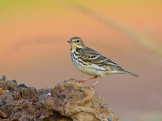 Bird (Rosy Pipit) , Thailand