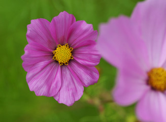 Pink flower in the garden.