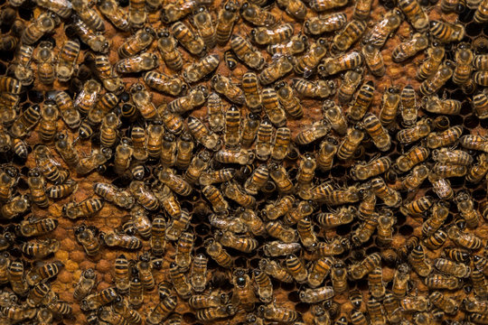 Bees Inside Beehive Macro Close Up