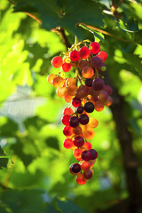 Grappe de raisin au soleil