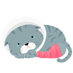gray cat injury splinting leg vector illustration