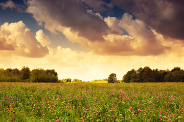 Countryside meadow covered with alfalfa. Masuria, Poland.