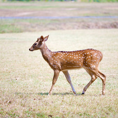 Cute Deer in the Park