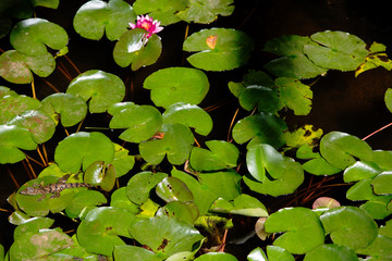 Krokodile/Alligatoren auf Seerosen