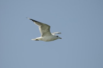 fliegen 19