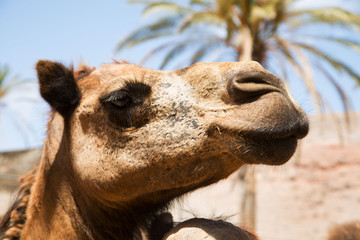 Kamel braun