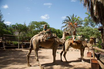 Kamele gesattelt