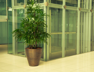 Office corridor with palm trees in pots. Split tining