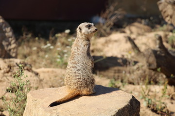 Suricate En Surveillance