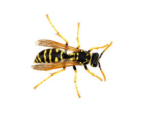 wasp
