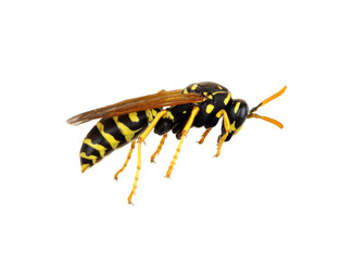 wasp