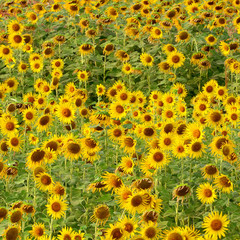 Beautiful sunflowers on the field,Thailand
