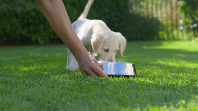 Woman is Feeding her Puppy