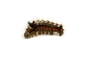  caterpillar