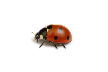 Fototapeta premium Ladybug