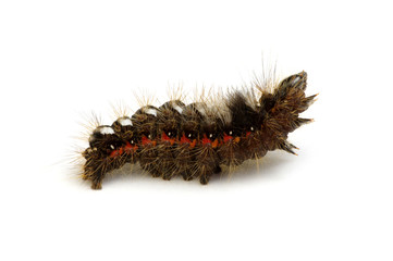  caterpillar