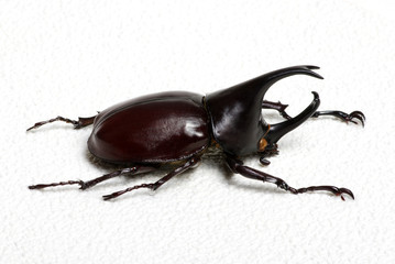beetle