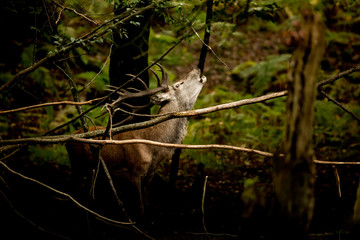brame cerf forêt cri mammifère bois chasse reproduction