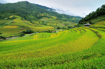 Obraz premium Rice fields on terraced of Mu Cang Chai, Yen Bai, Vietnam. Rice fields prepare the harvest at Northwest Vietnam 