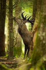 Fototapeta premium brame cerf pin manger forêt nourriture chasse observation natur