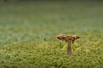 A core of a garlic on a green carpet.