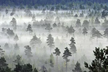 Keuken foto achterwand Mistig bos Foggy forest