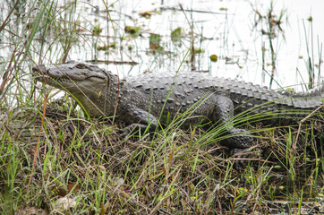 crocodile are semiaquatic and tend to congregate in freshwater h