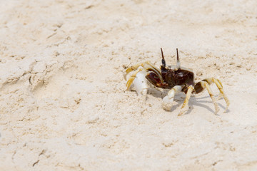 Chicken Crab on beach of Tachai Island, Similan Islands National