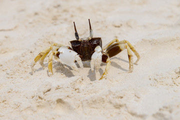 Chicken Crab on beach of Tachai Island, Similan Islands National