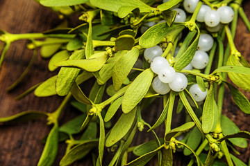 mistletoe plant