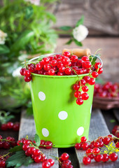 Fresh redcurrant in a bucket