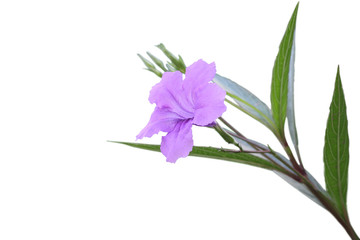 Obraz premium Single ruellia tuberosa flower focus lower one on white background.