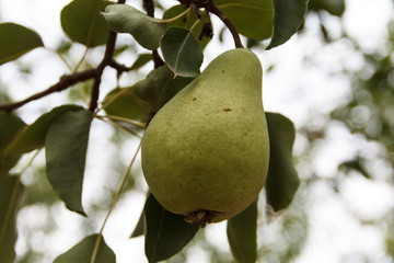 Green pear on the tree in the garden