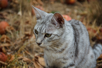 Grey cat sitting in the grass among the apples
